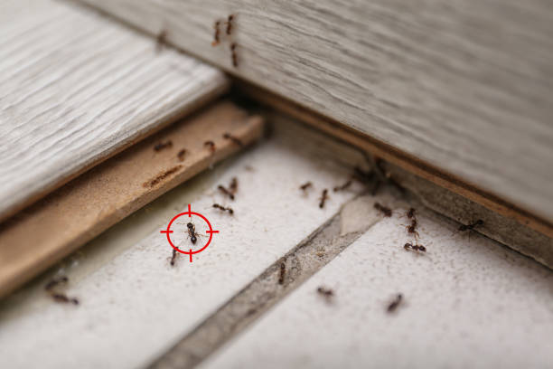 Flea Control Services in Duvall, WA